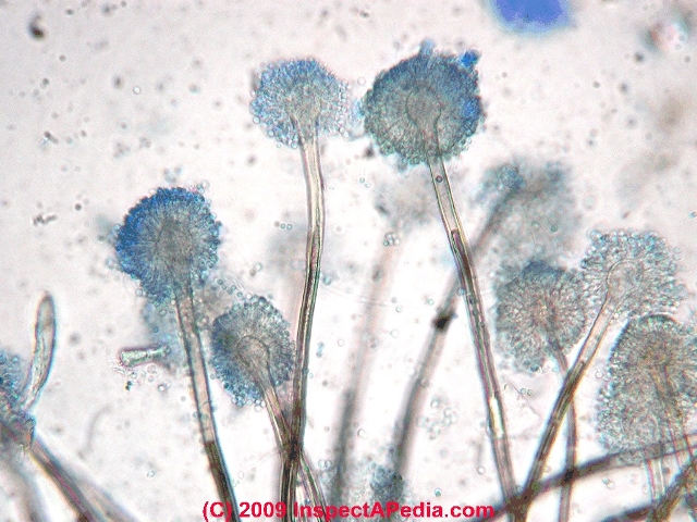 Aspergillis Structure - Daniel Friedman 05-02-00